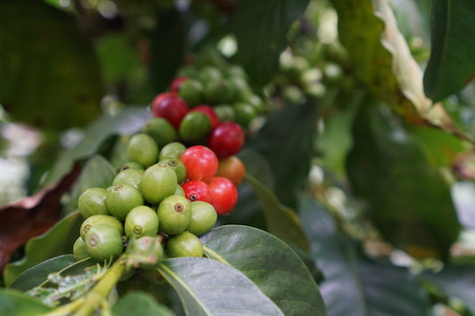 What is the Natural Coffee Processing Method?