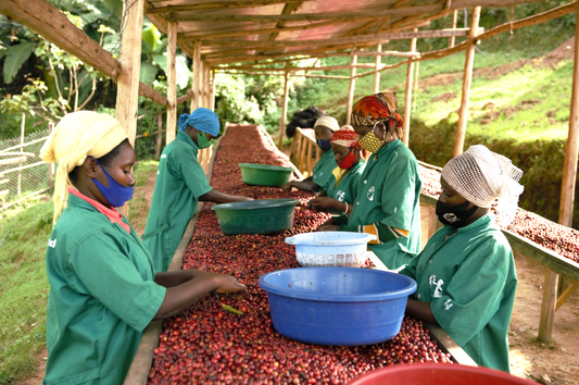 Rwanda Gisanga - Experimental Process