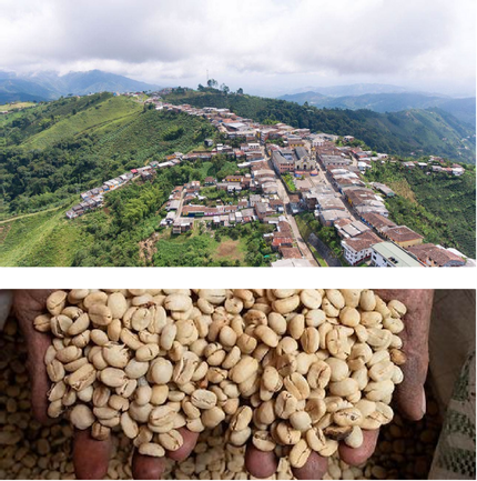 Decaf Colombia - Caldas Co-op Anserma (Sugarcane)