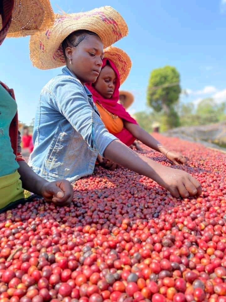 Ethiopian women sorting defects from quality cherries