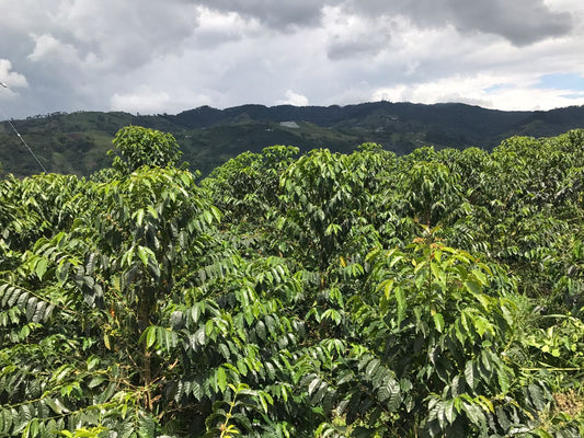 El Salvador, El Paraiso (Natural)