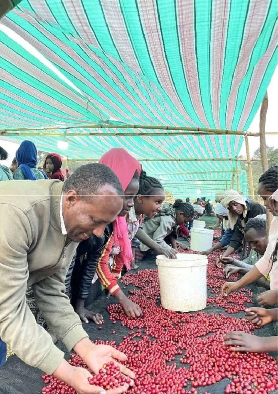 Nigussie Gemeda Mude (Founder & CEO ) of Karamo Coffee Exports with workers sorting coffee cherries on raised bed.