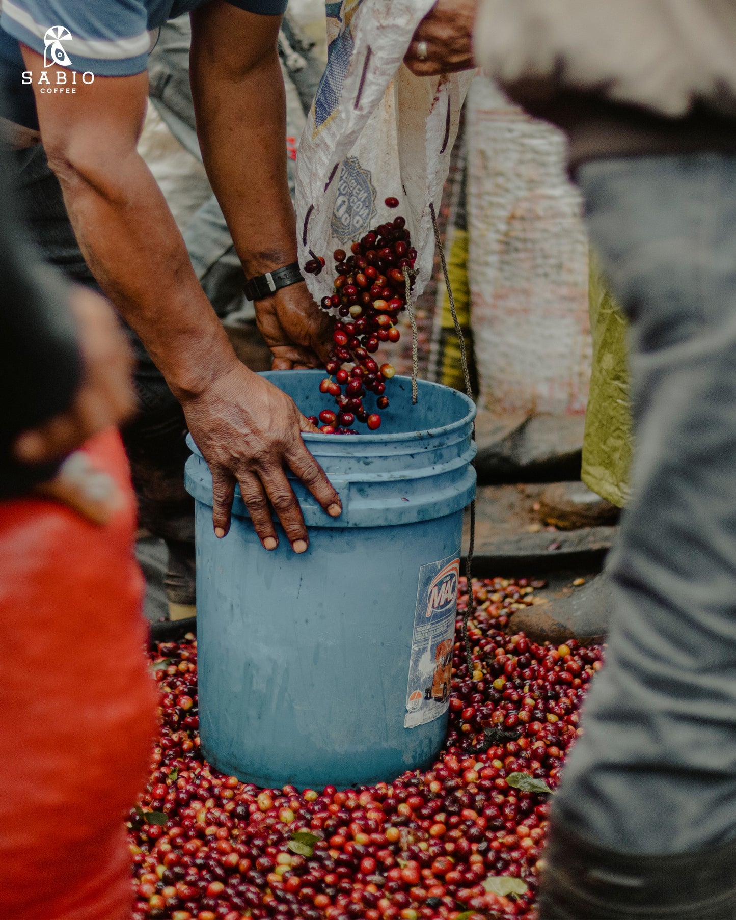 Nicaragua, Sabio Coffee Lot #196 (Natural)