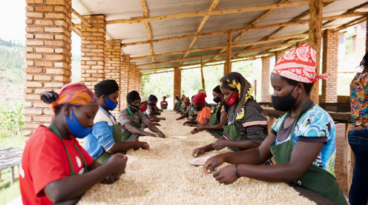 Rwanda, Nova Cafe des Mamans (Washed)