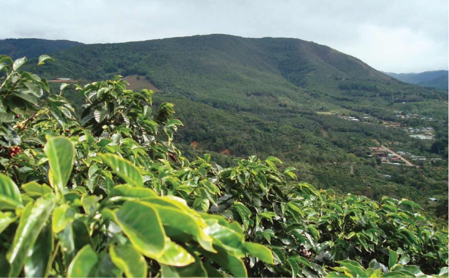 Papua New Guinea, Okapa A (Washed)