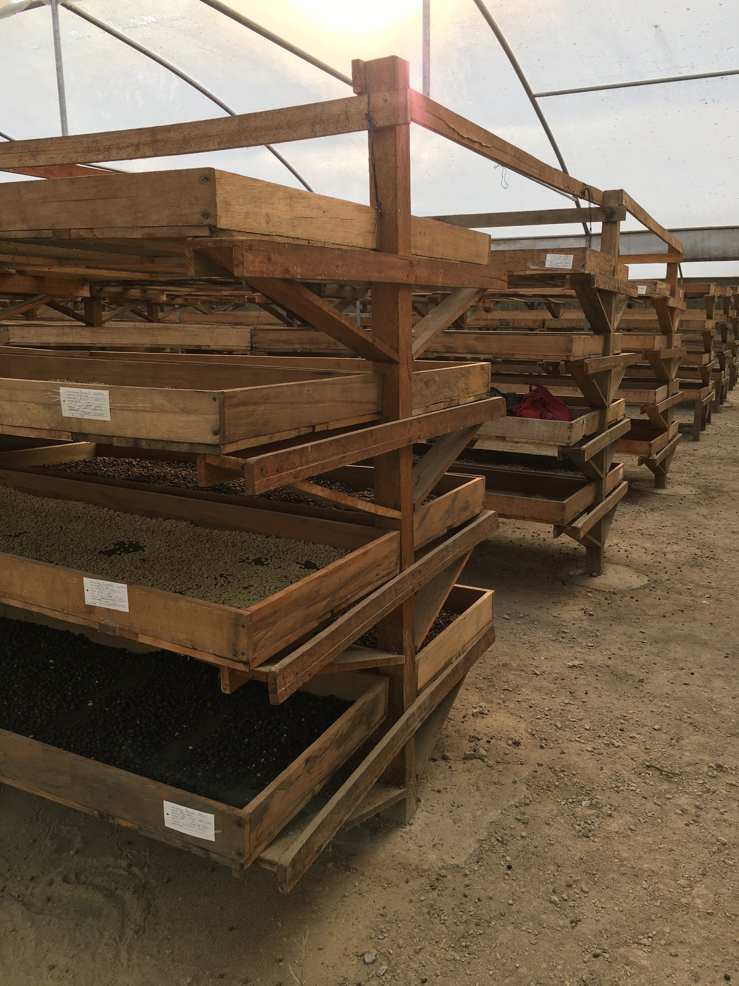 Nicaragua, Sabio Coffee Lot #196 (Natural)