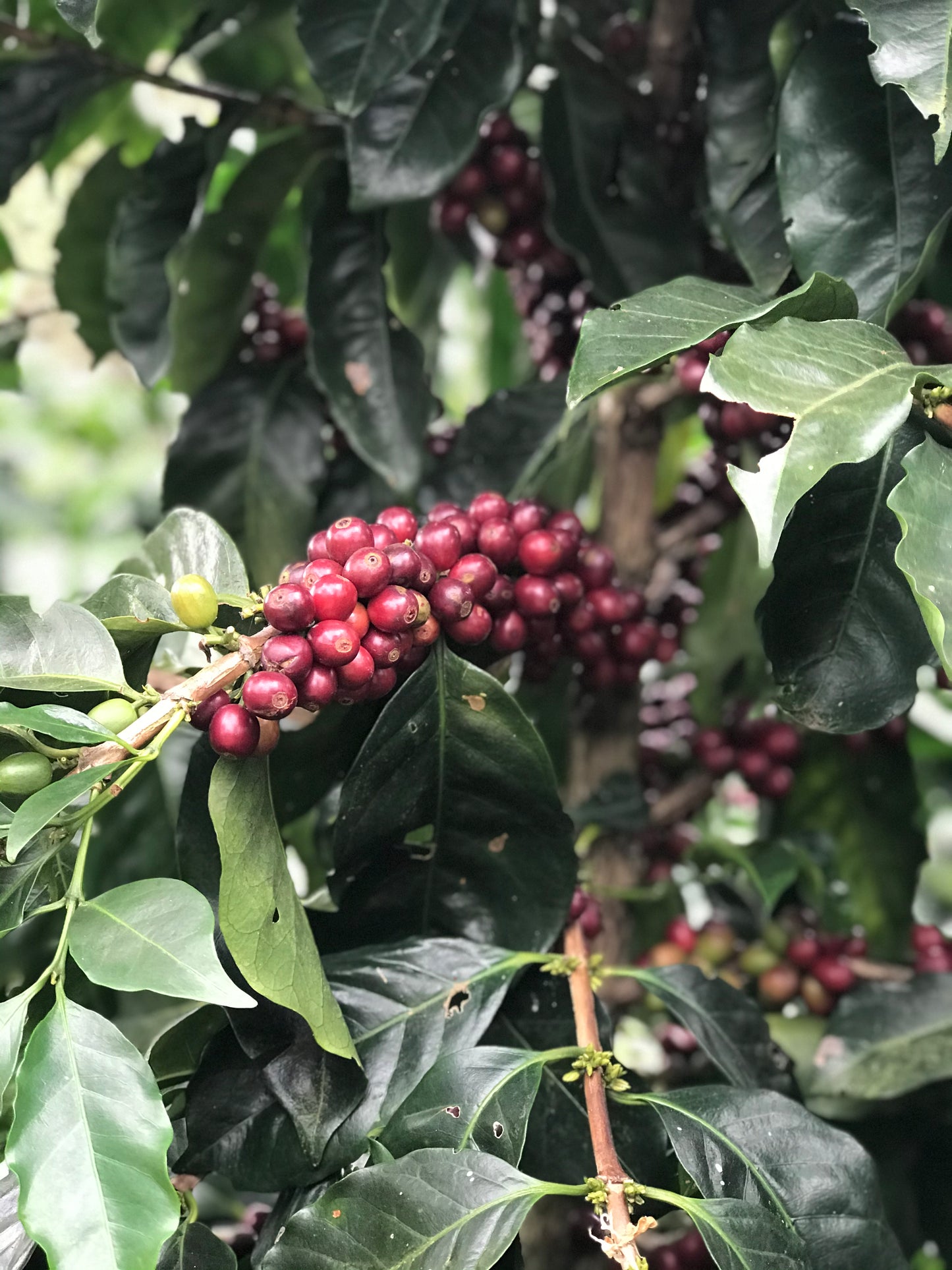 Nicaragua, Sabio Coffee Lot #196 (Natural)