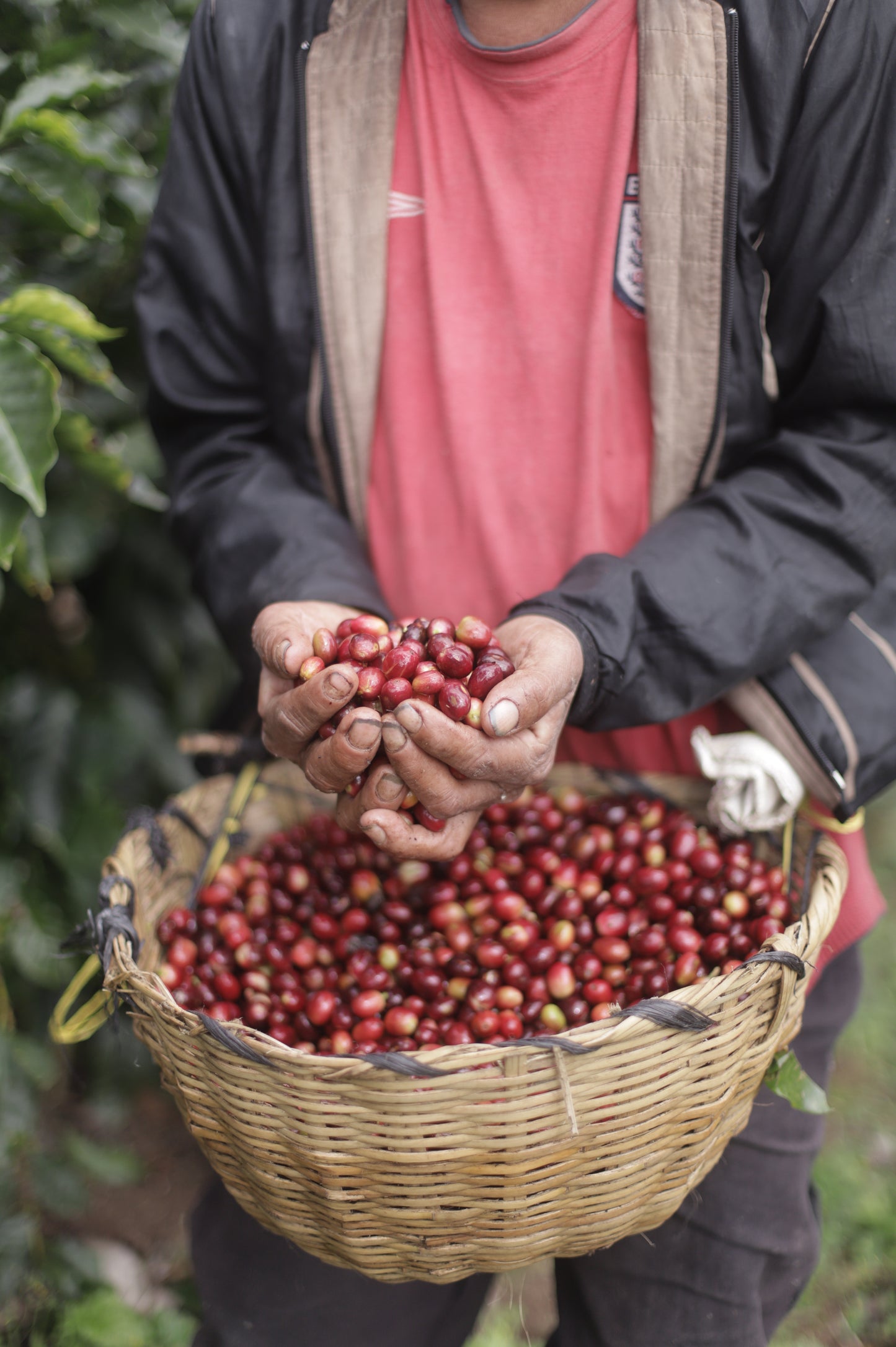 Nicaragua, Sabio Coffee Lot #196 (Natural)