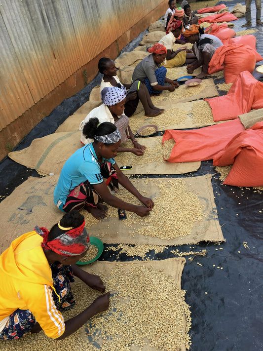 ETHIOPIA Yirgacheffe Konga