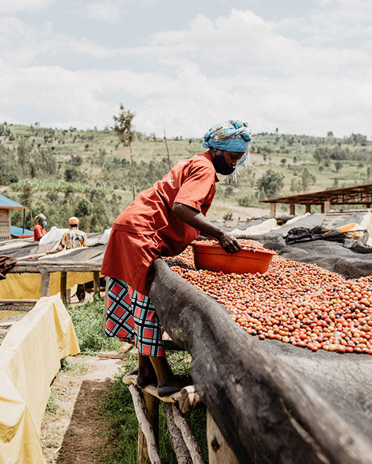 Bringing You Stunning Coffees From Rwanda