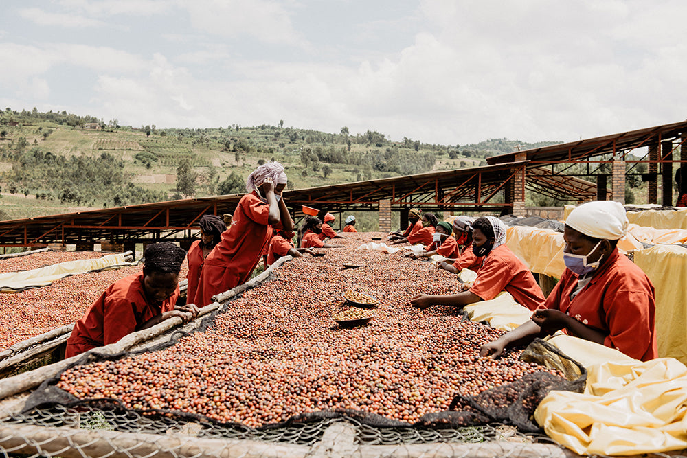 Tropic Coffee Rwanda: Building a more just and sustainable future in coffee