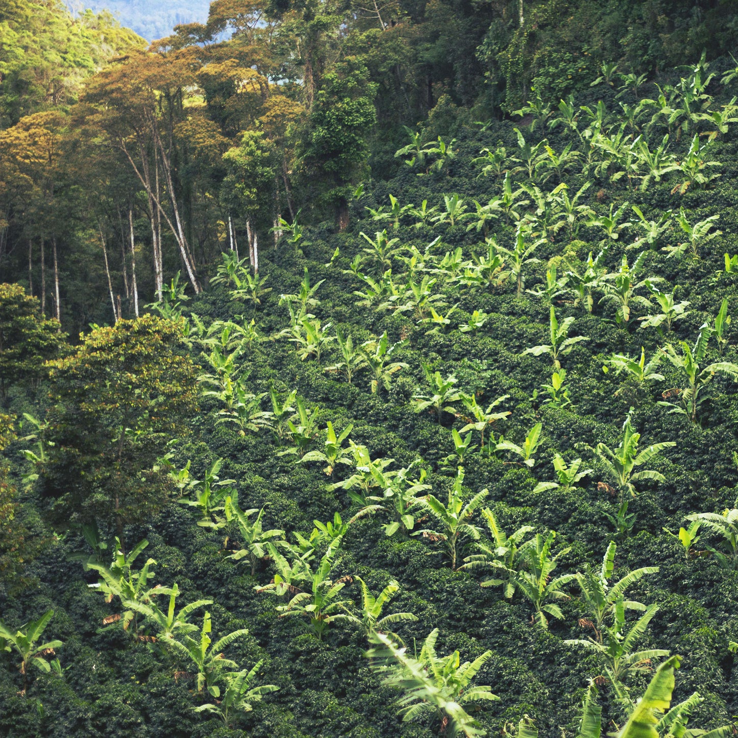 Nicaragua, Flor Y Nata (Washed)
