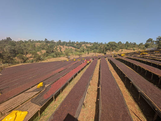 Ethiopia, Djimma Kilili (Natural)