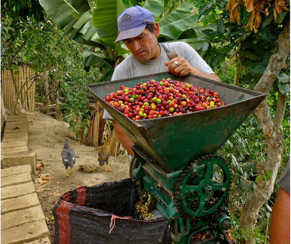 Peru, Manuel Patilla Carrasco (Washed)
