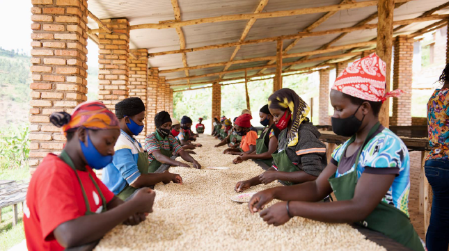 Rwanda, Nova Cafe des Mamans (Washed)